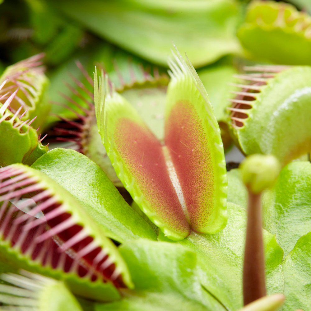 Dionea muscipula Venus Fly Trap (9cm, V5)