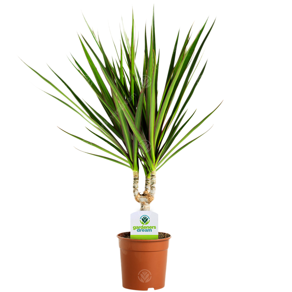 Dracaena marginata (11cm)