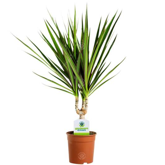 Dracaena marginata (11cm)