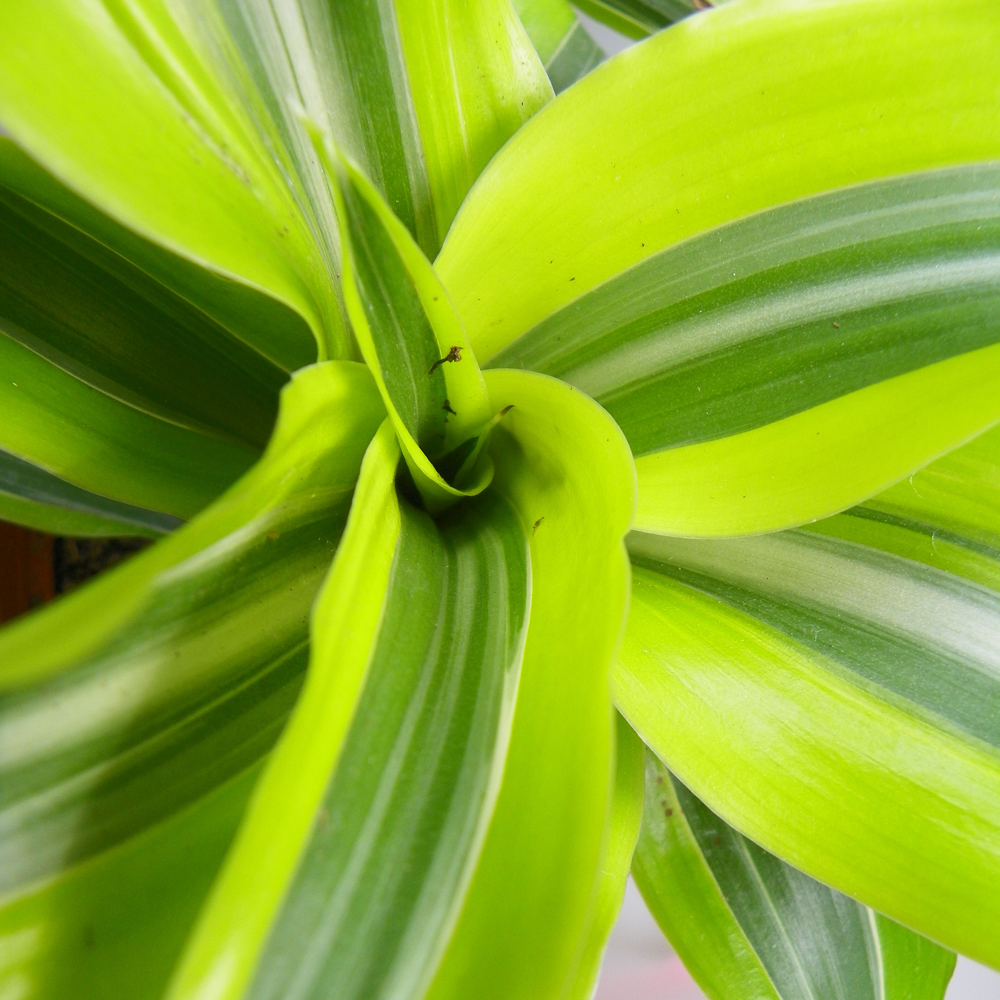 Dracaena Surprise 12cm #1