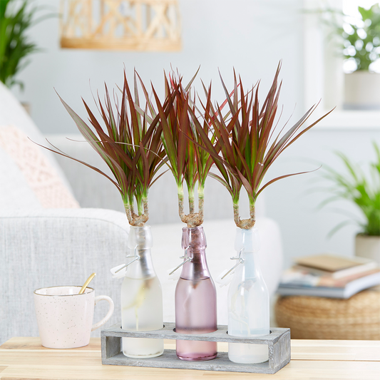 Dracaena marginata (13cm, V1)