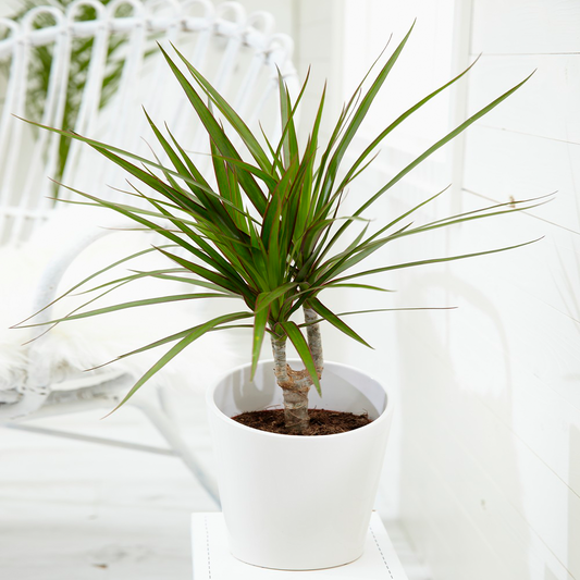 Dracaena marginata (13cm, V2)