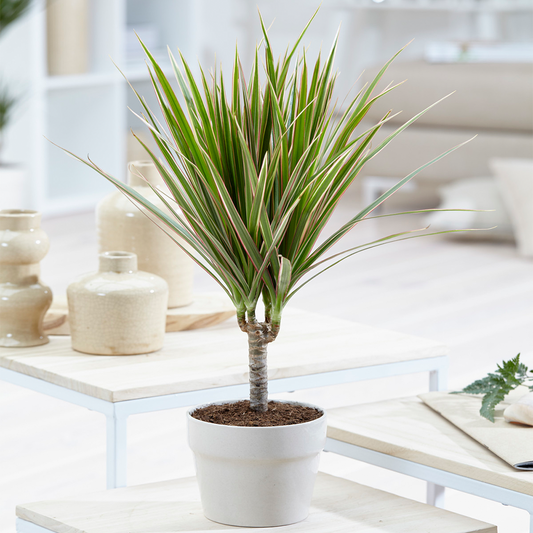 Dracaena marginata (13cm, V4)