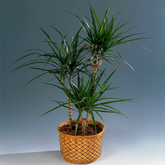 Dracaena marginata (13cm, V5)