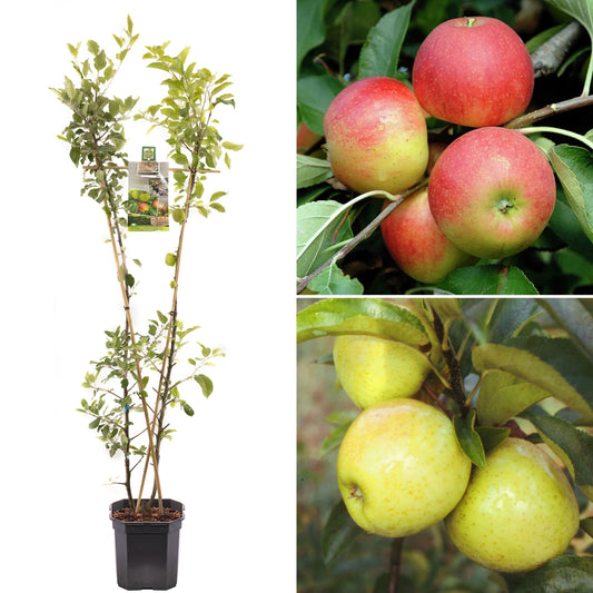 Apple Duo (MM106, 7.5L, 4-5ft)