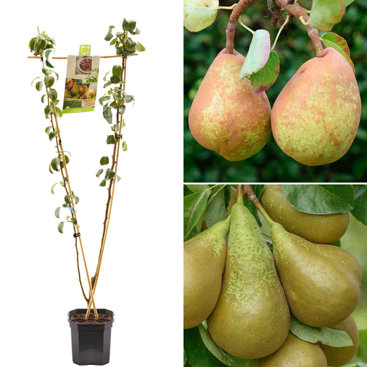 Pear Duo (MM106, 7.5L, 4-5ft)