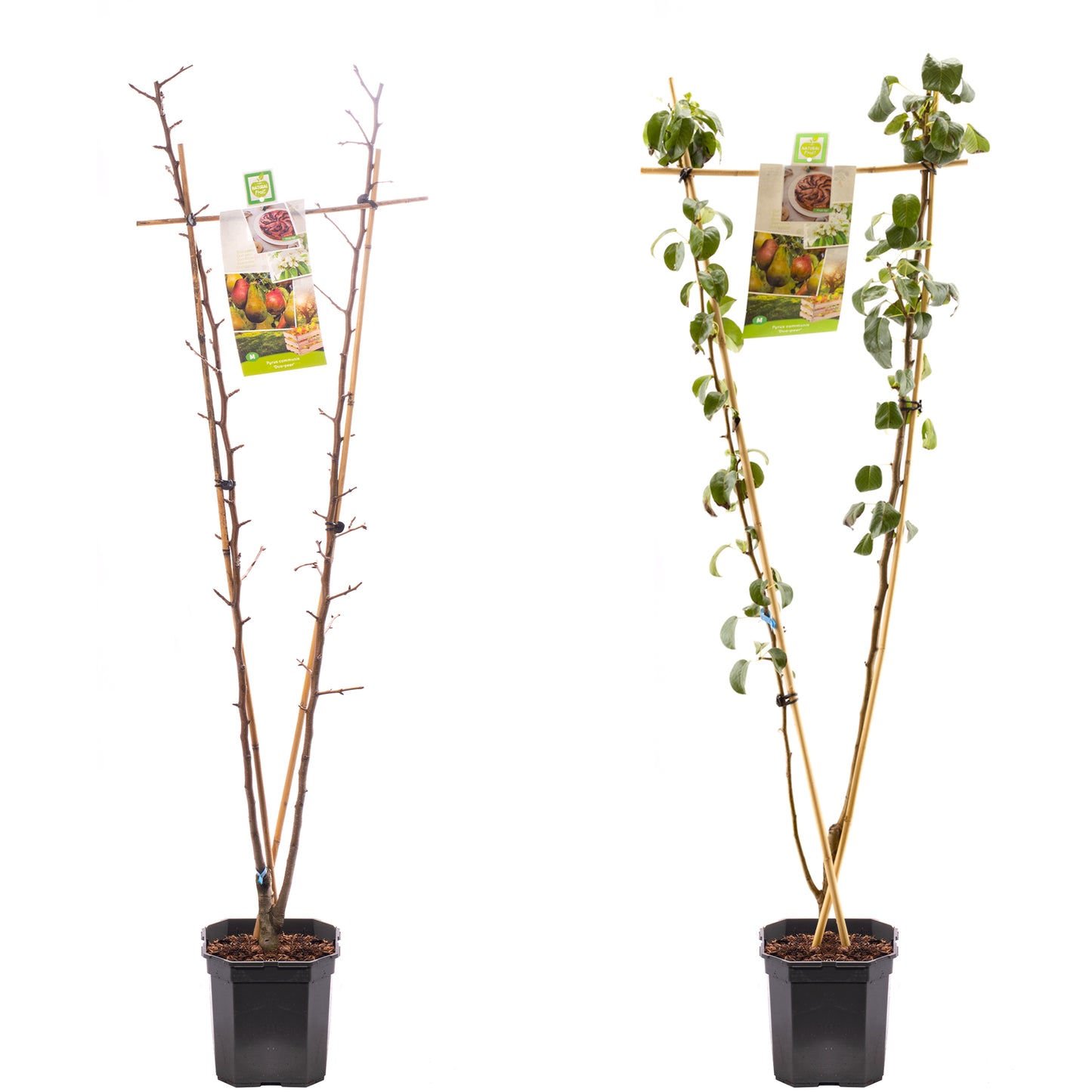 Pear Duo (MM106, 7.5L, 4-5ft)