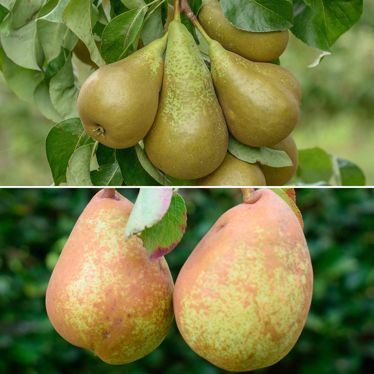 Pear Duo (MM106, 7.5L, 4-5ft)