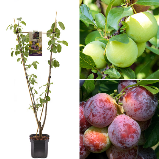 Plum Duo (MM106, 7.5L, 4-5ft)