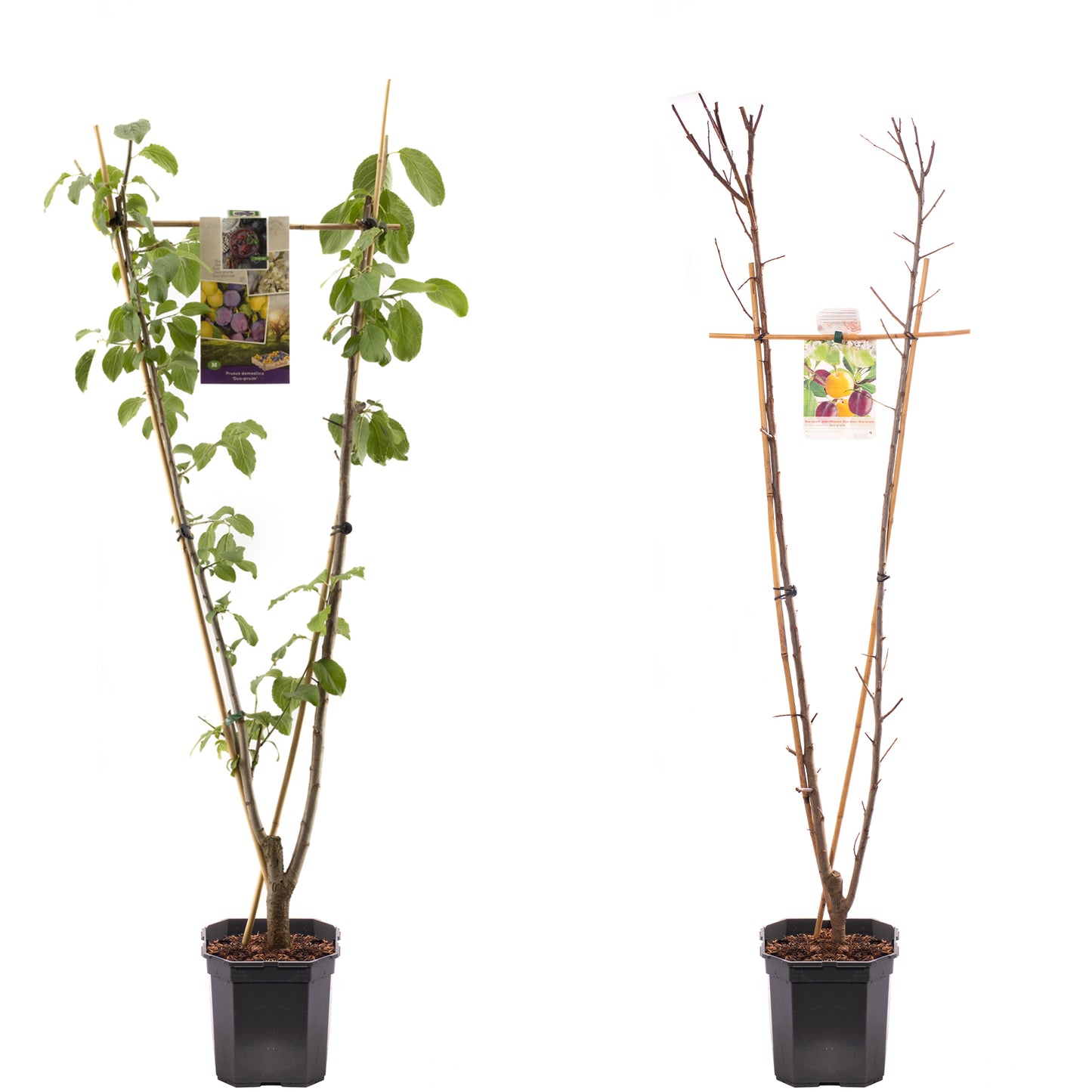 Plum Duo (MM106, 7.5L, 4-5ft)