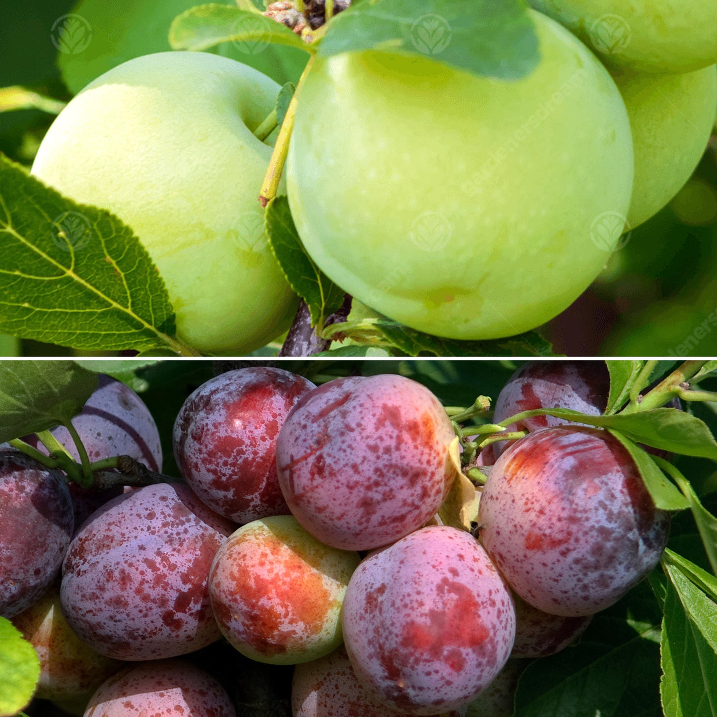 Plum Duo (MM106, 7.5L, 4-5ft)