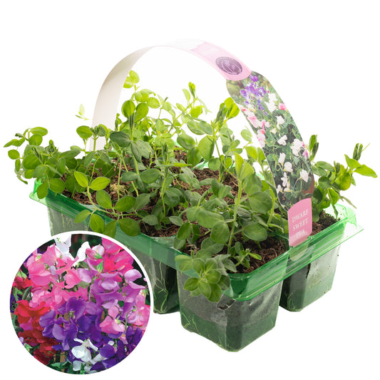 Bedding Plants - Sweet Pea Tall (9cm, Pack of 6)