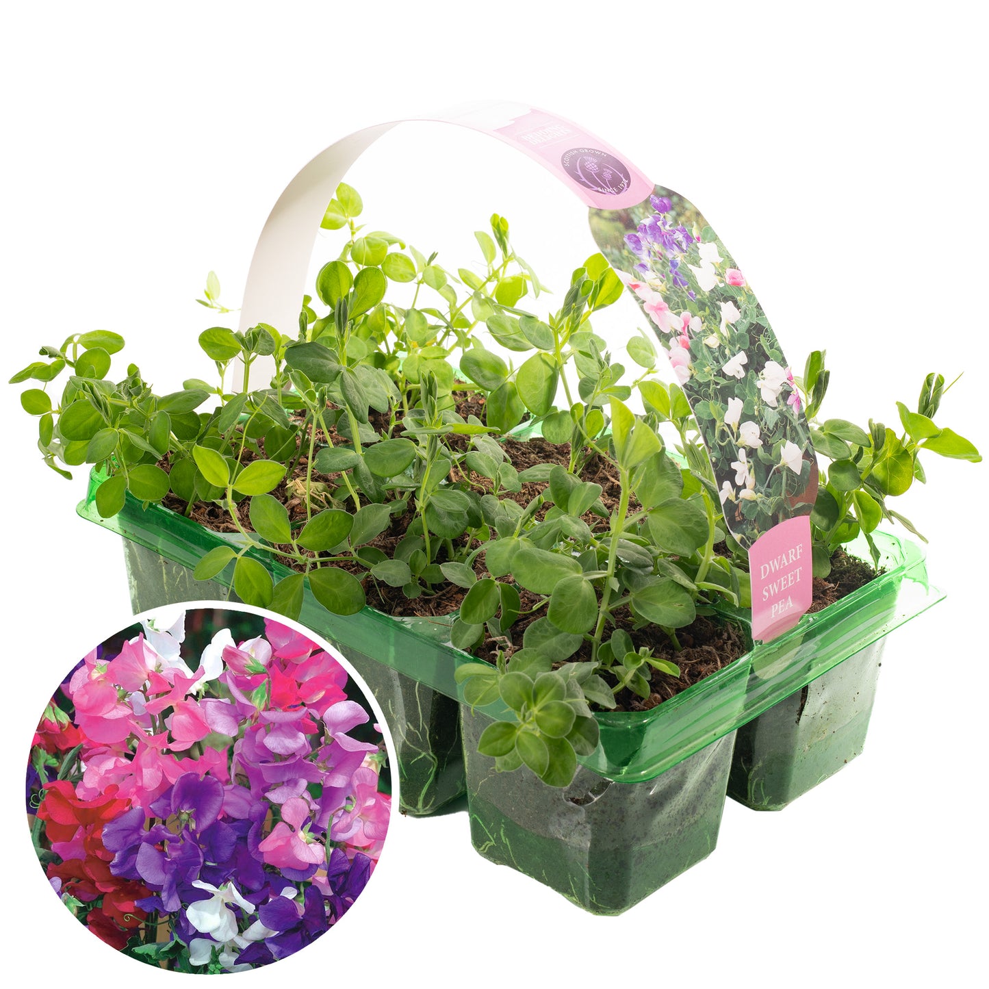 Bedding Plants - Sweet Pea Tall (10 Pack)