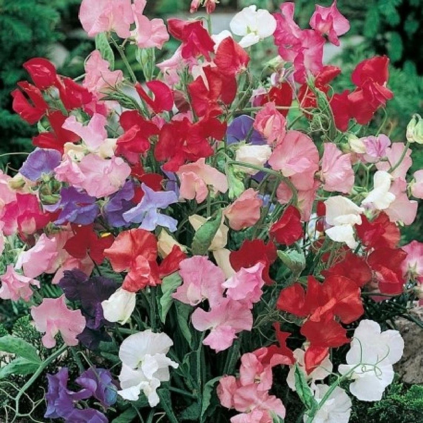Bedding Plants - Sweet Pea Dwarf (9cm, Pack of 6)