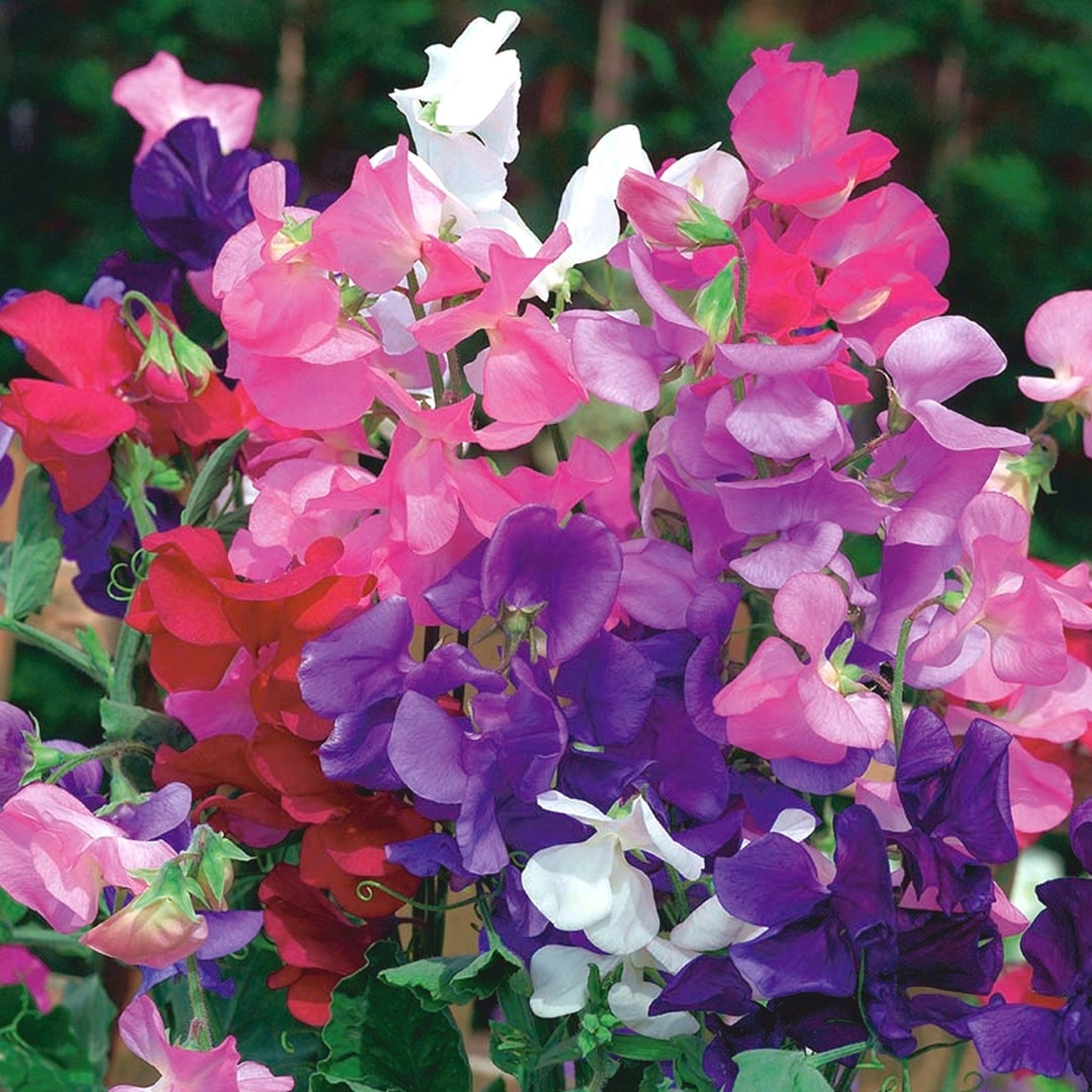 Bedding Plants - Sweet Pea Dwarf (9cm, Pack of 6)
