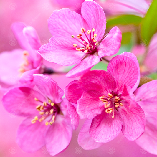 Malus Prairie Fire Tree (12L, 5-6ft)