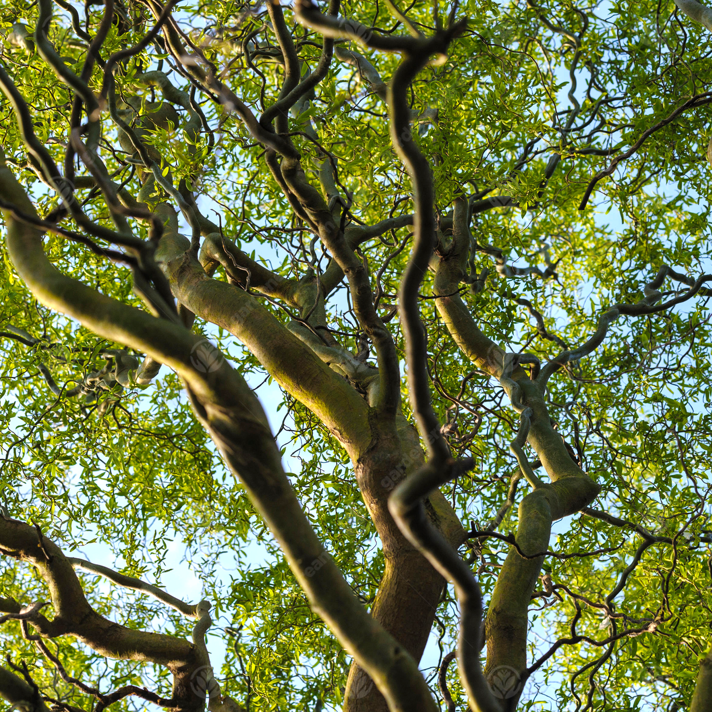 Salix Tortuosa Tree (12L, 5-6ft)