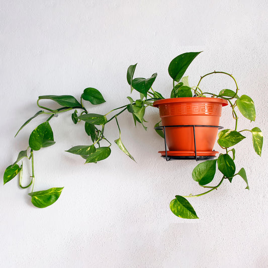 Epipremnum pinnatum Aureum (15cm) V7