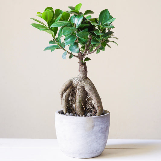 Ficus Ginseng (12cm, V2)