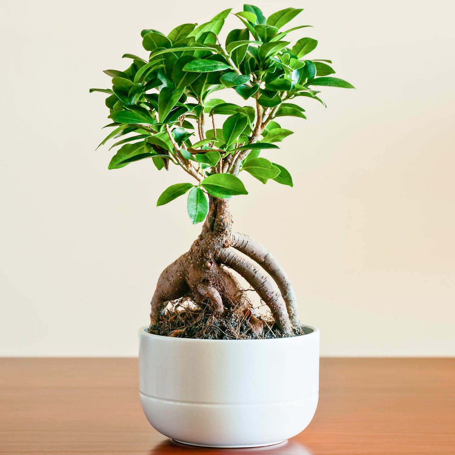 Ficus Ginseng (12cm, V3)