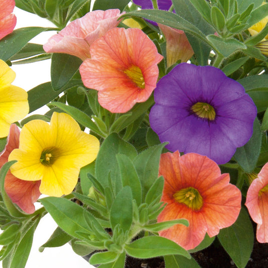 Basket Plants - Trio Early Jelly (13cm)
