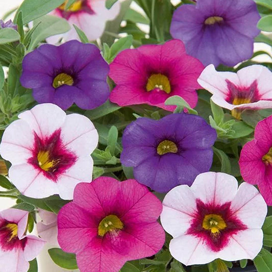 Basket Plants - Trio Early Pastel (13cm)
