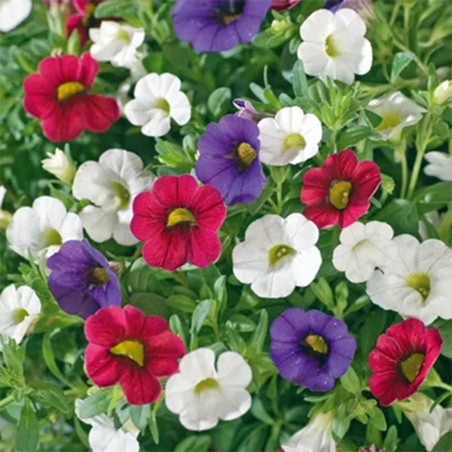 Basket Plants - Trio Early Tricolore (13cm)