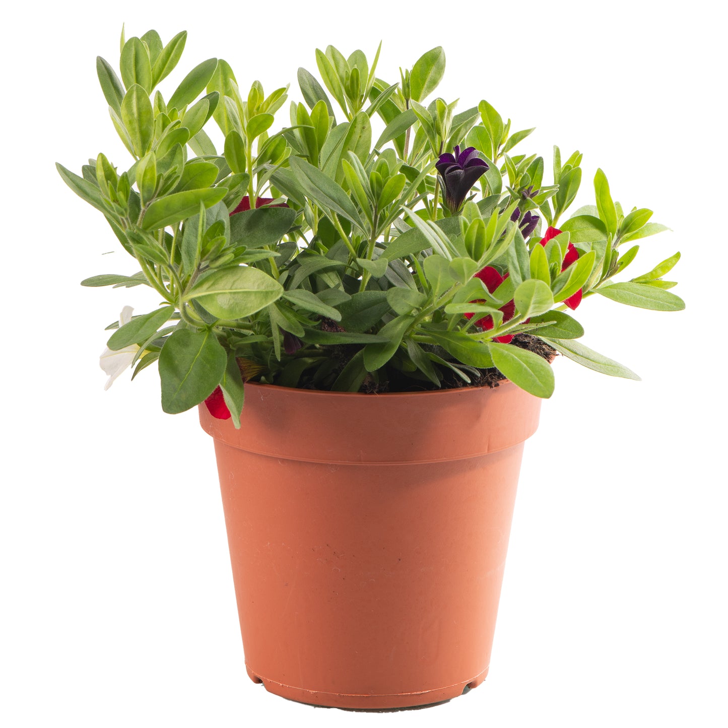 Basket Plants - Trio Early Tricolore (13cm)