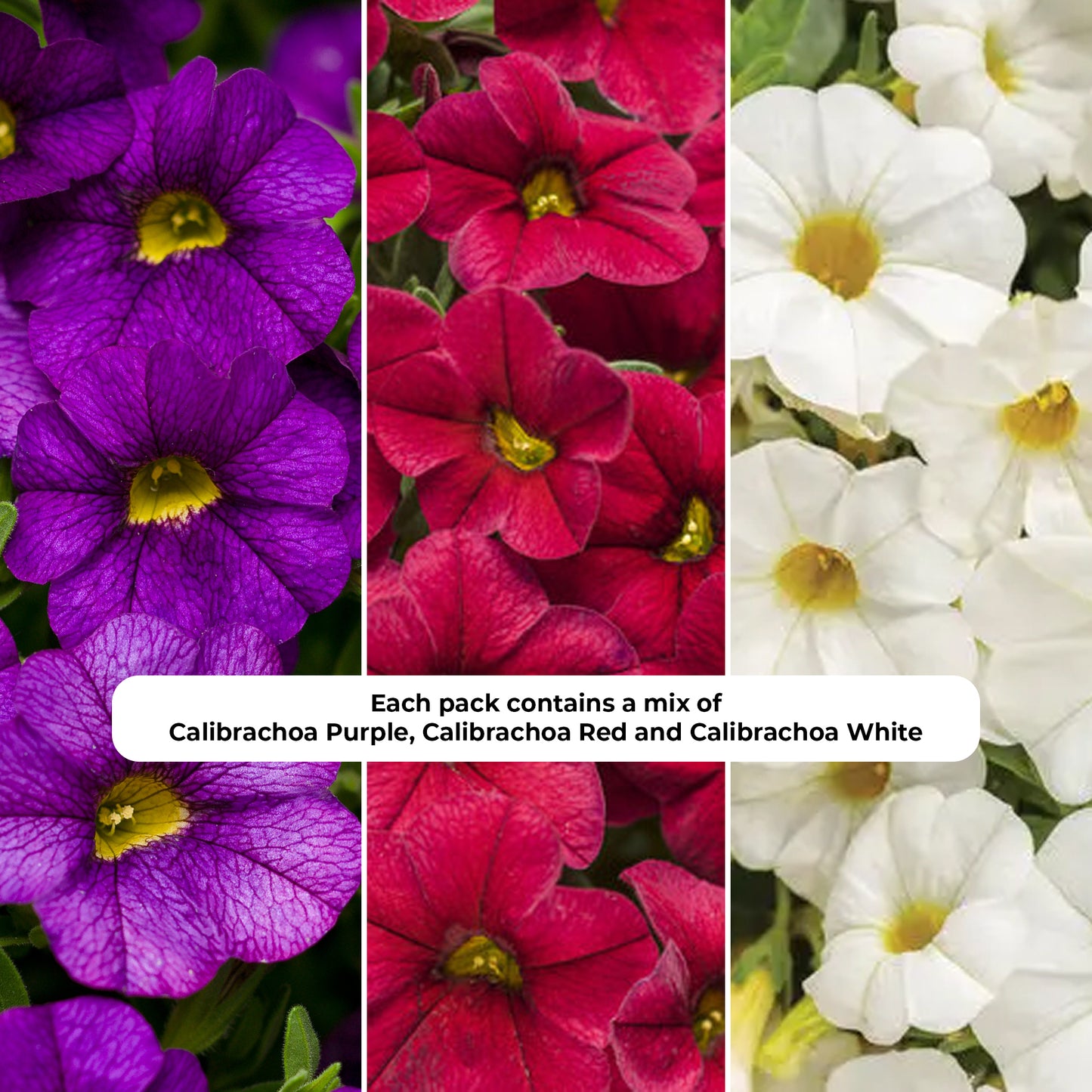Basket Plants - Trio Early Tricolore (13cm)