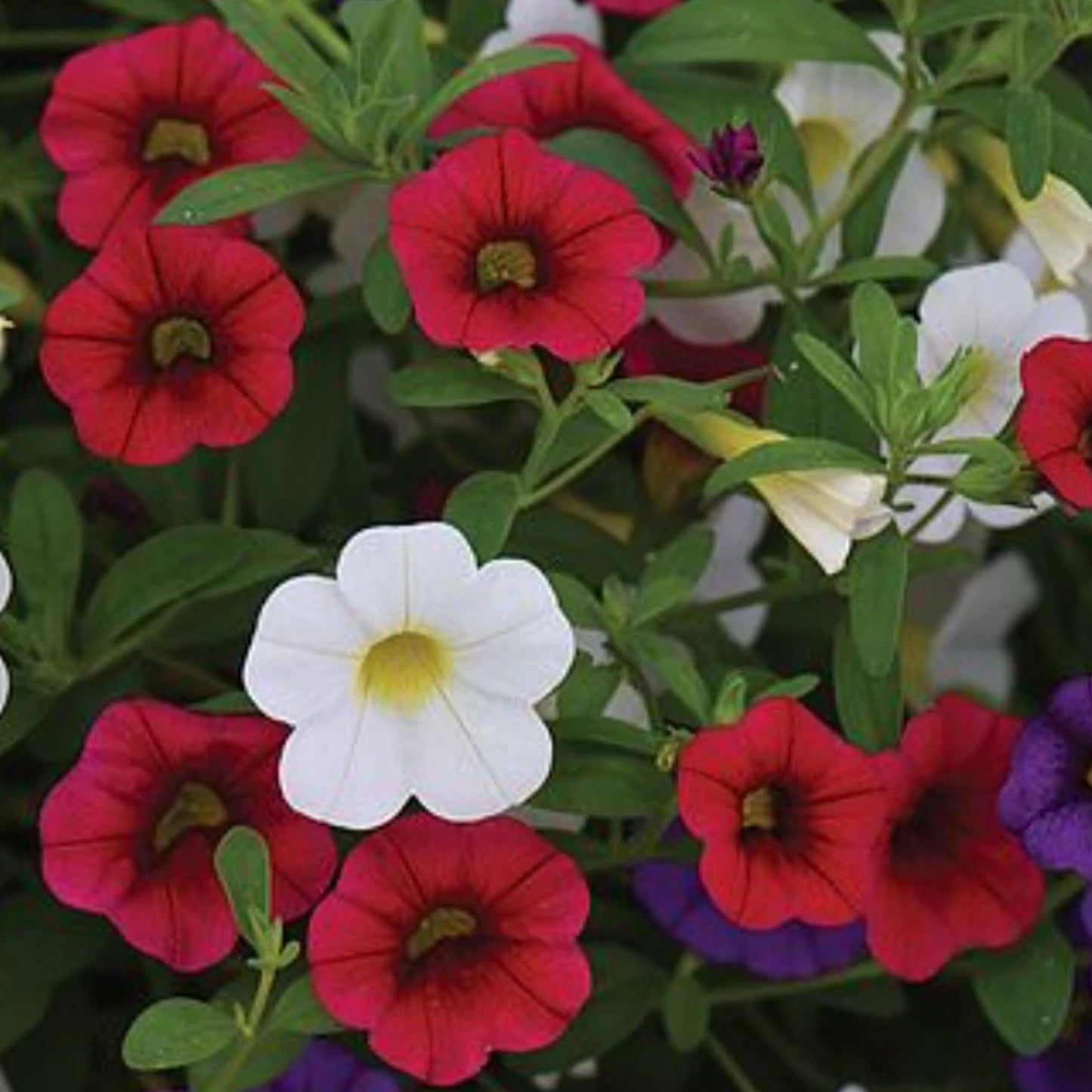 Basket Plants - Trio Early Tricolore (13cm)