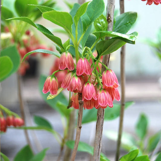 Enkianthus Red Bells (9cm)