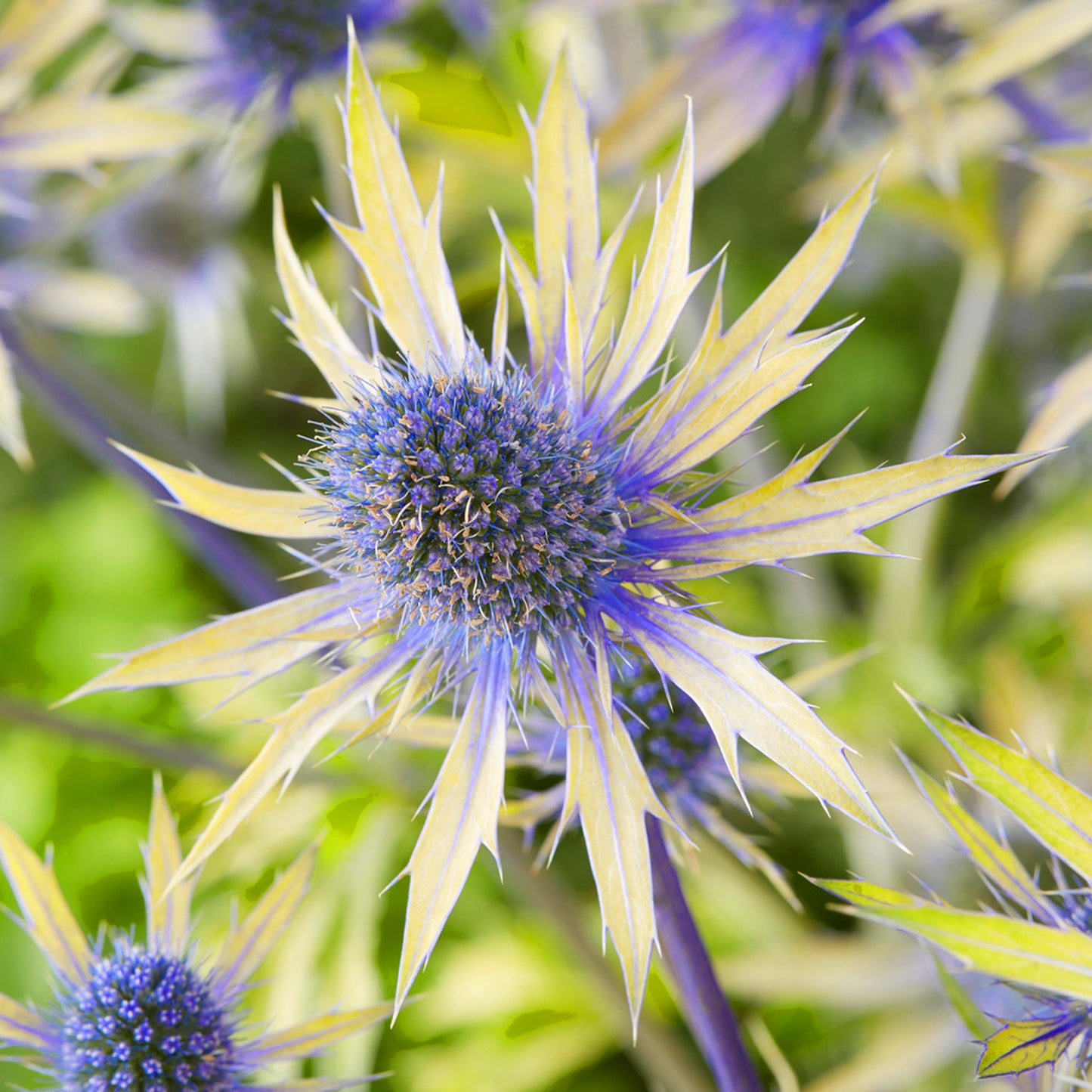 Eryngium Neptune's Gold (9cm)