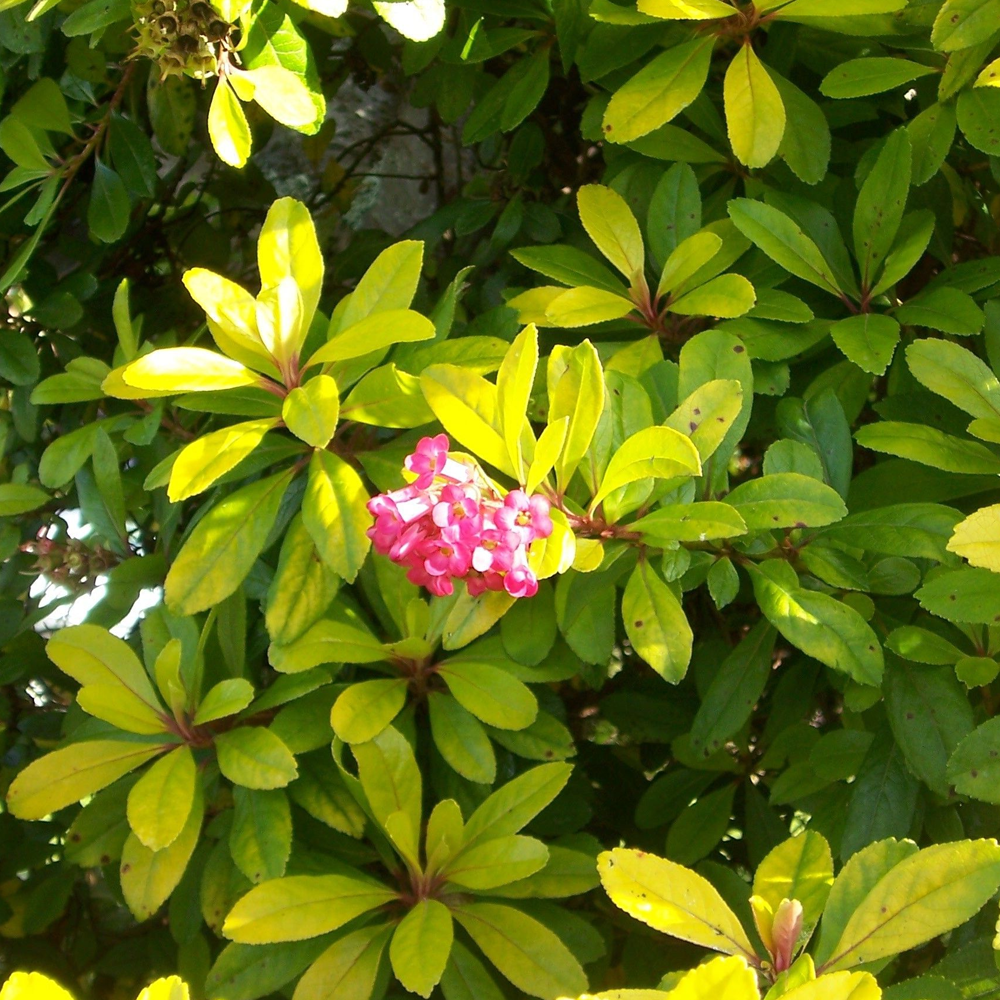 Escallonia Gold Ellen (9cm)