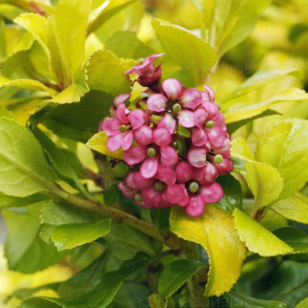 Escallonia Gold Ellen (9cm)