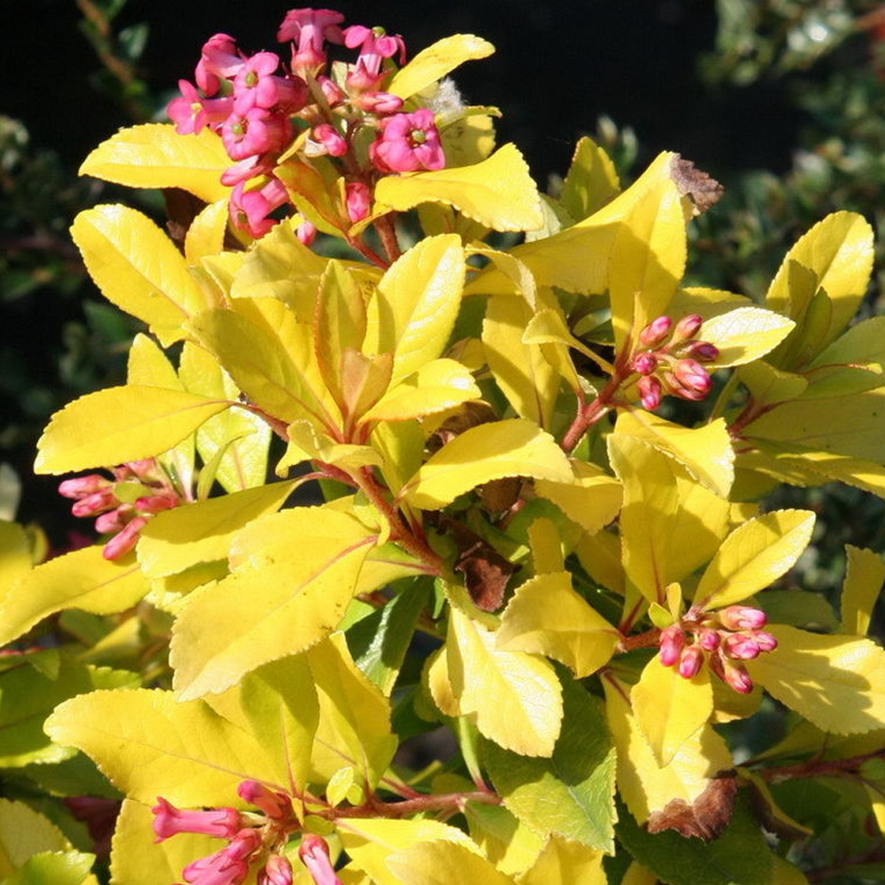 Escallonia Gold Ellen (9cm)