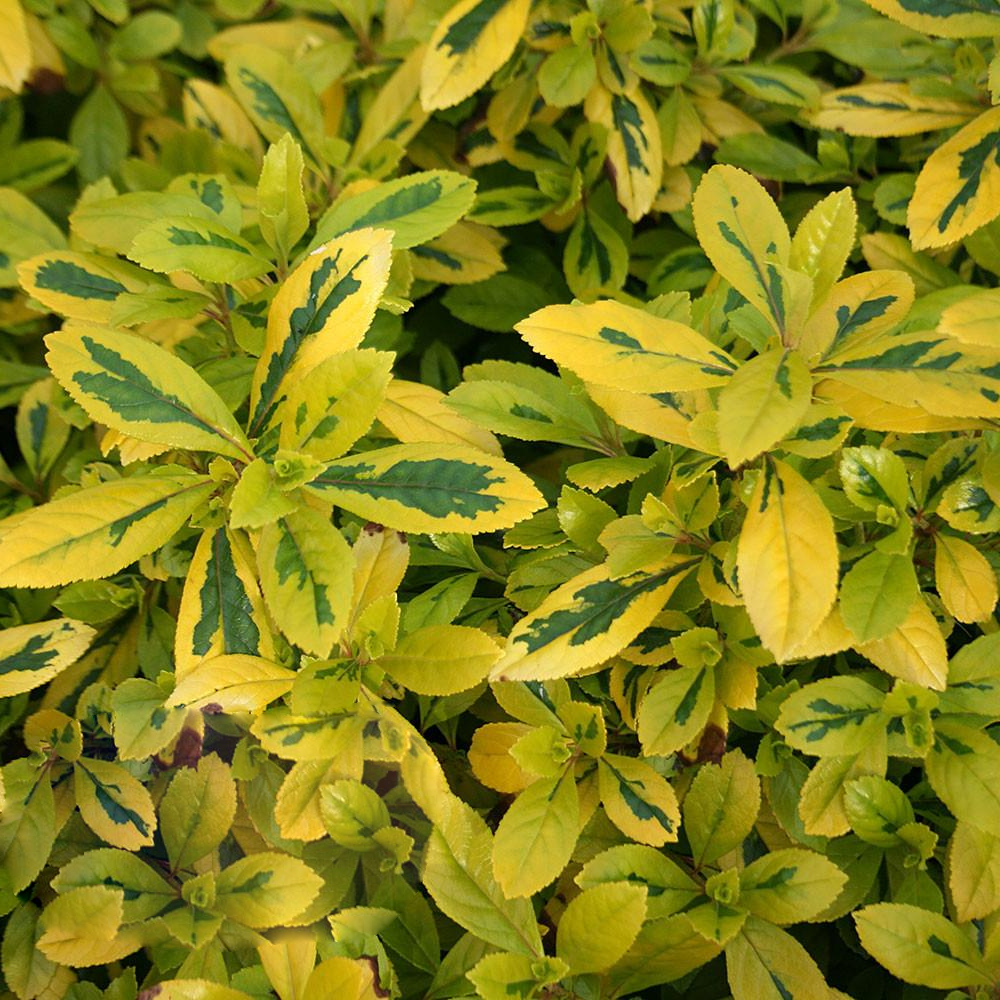 Escallonia Gold Ellen (9cm)