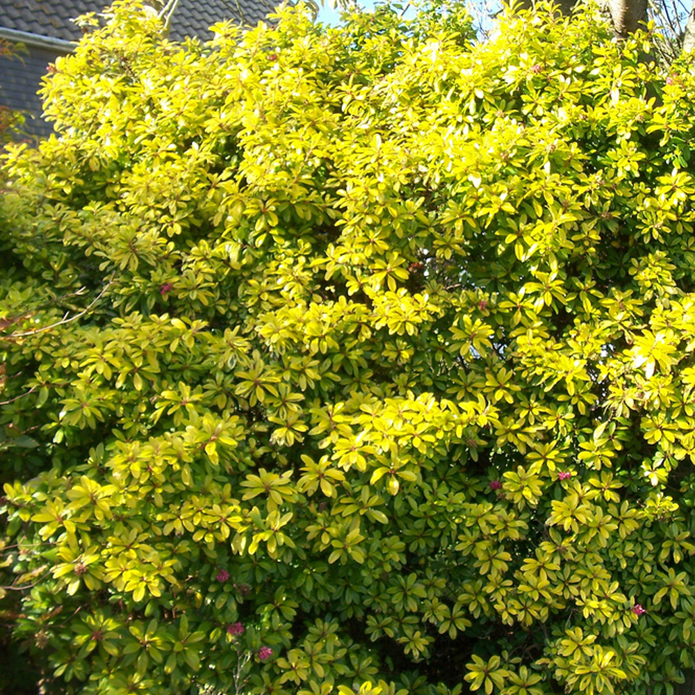 Escallonia Gold Ellen (9cm)