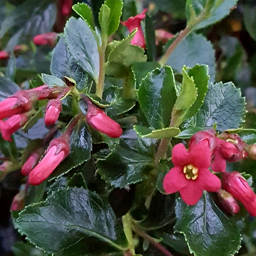 Escallonia Macrantha (9cm)