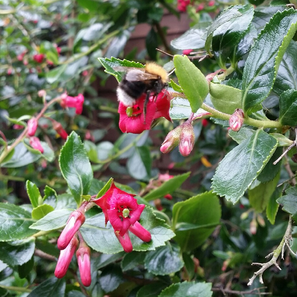 Escallonia Macrantha (9cm)