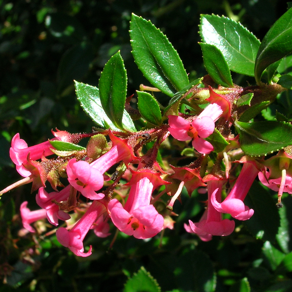 Escallonia Macrantha (9cm)