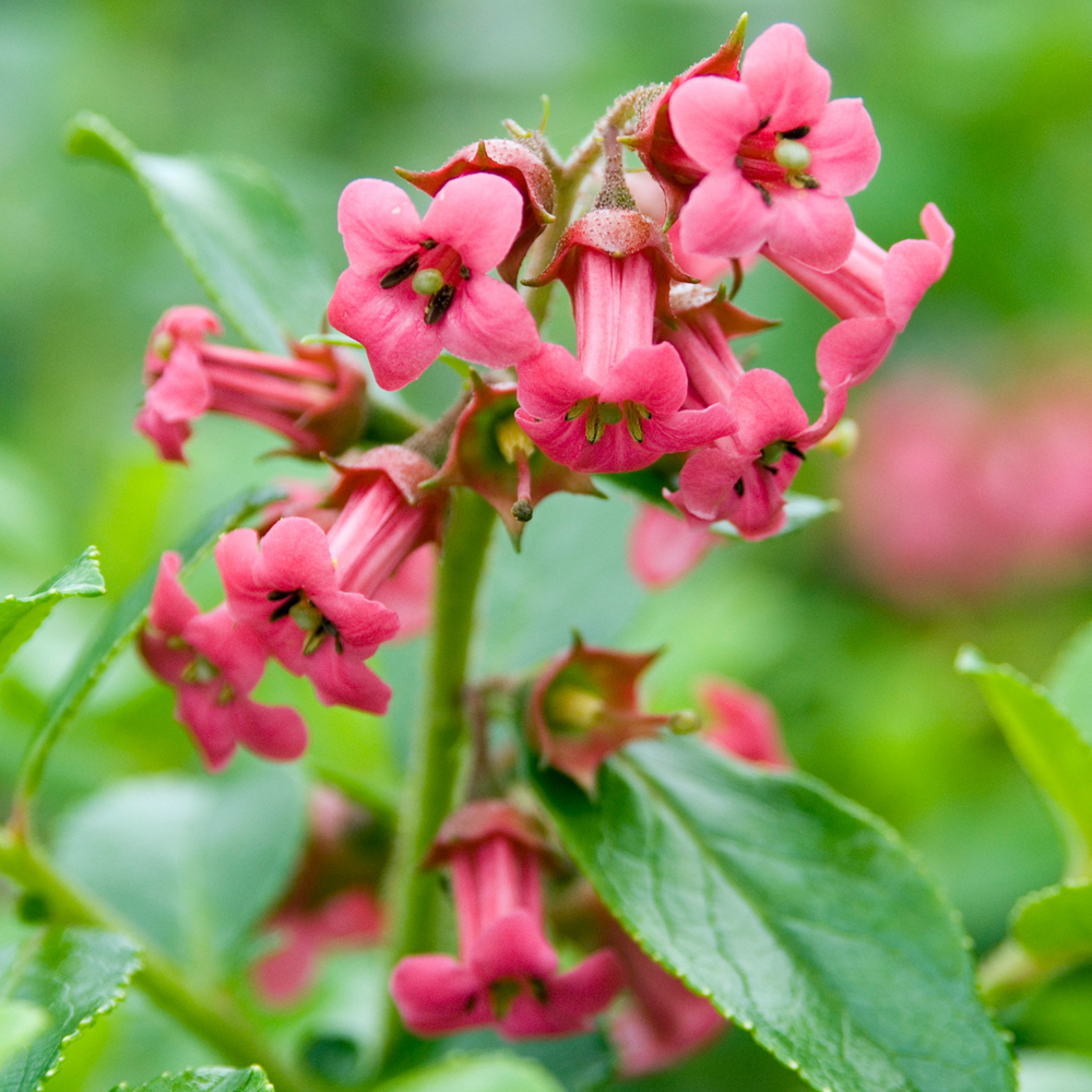 Escallonia Macrantha (9cm)