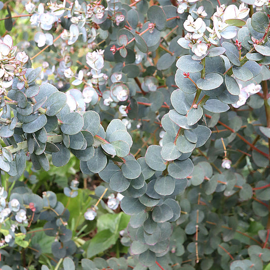 Eucalyptus gunnii Azura (9cm)