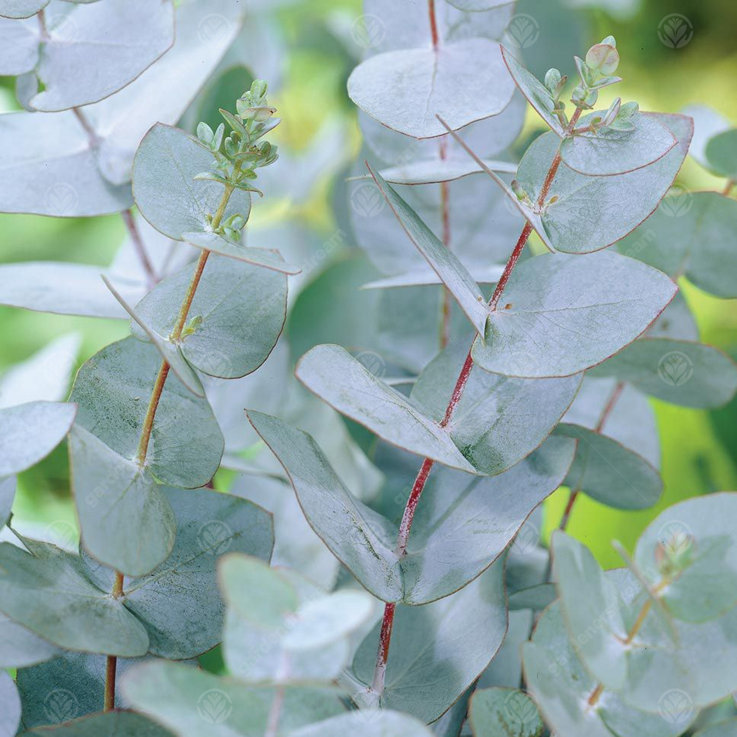 Eucalyptus Azura Tree (12L, 5-6ft)
