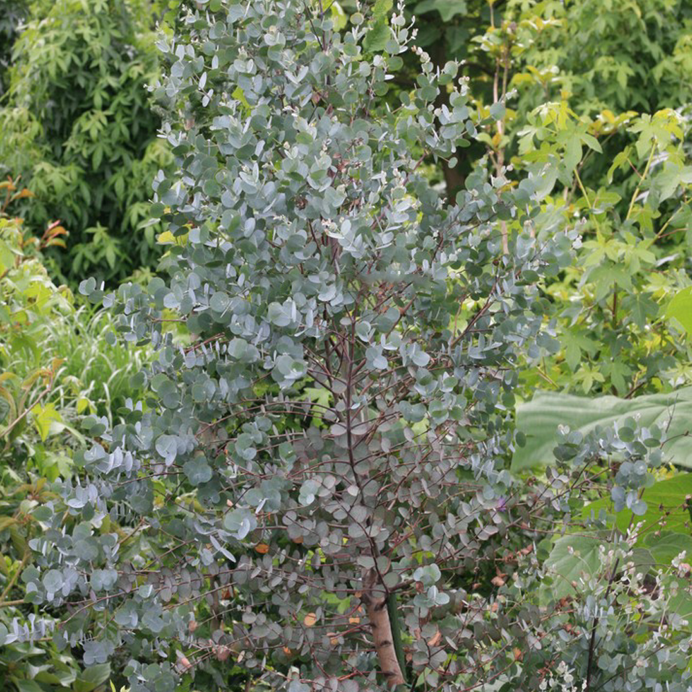 Eucalyptus Azura Tree (12L, 5-6ft)