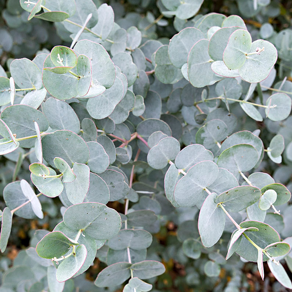 Eucalyptus Azura Tree (12L, 5-6ft)