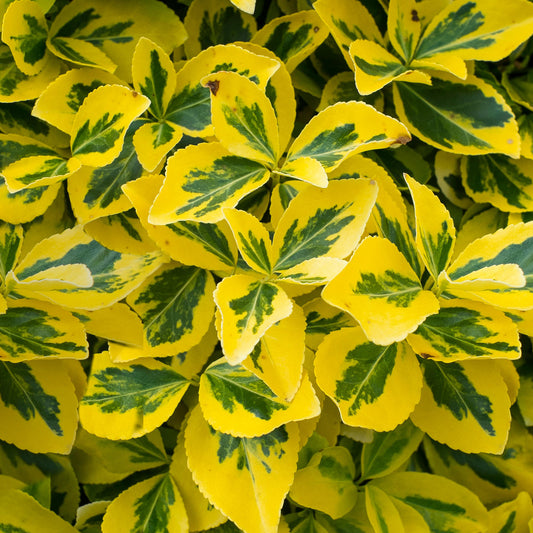 Euonymus Emerald Gold (9cm)