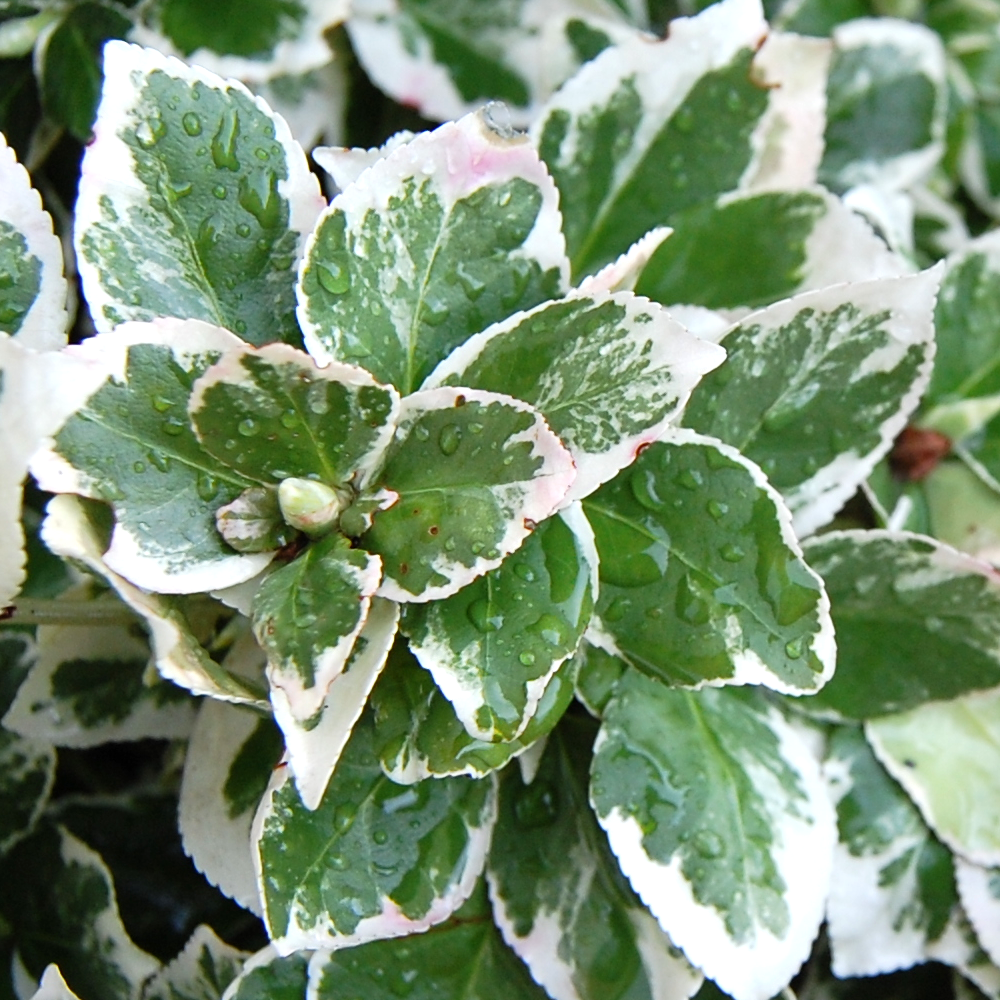 Euonymus Emerald Gaiety (9cm)