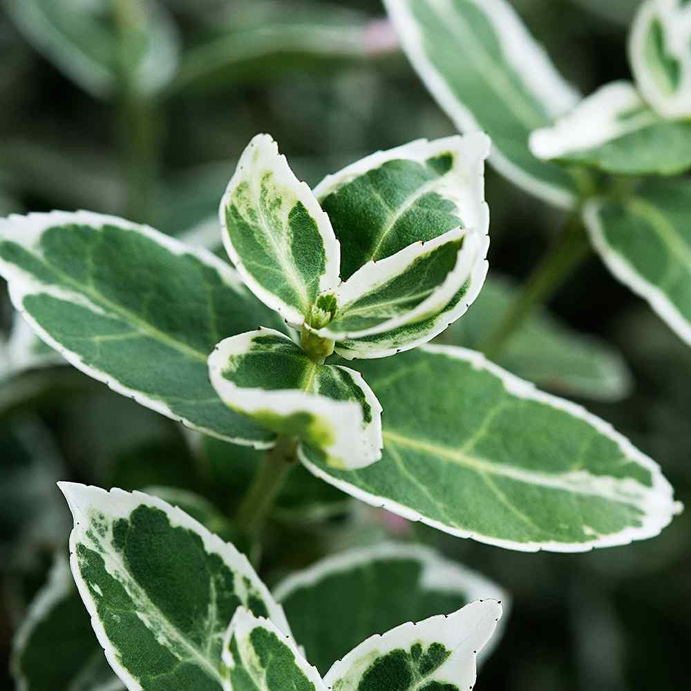 Euonymus Emerald Gaiety (9cm)