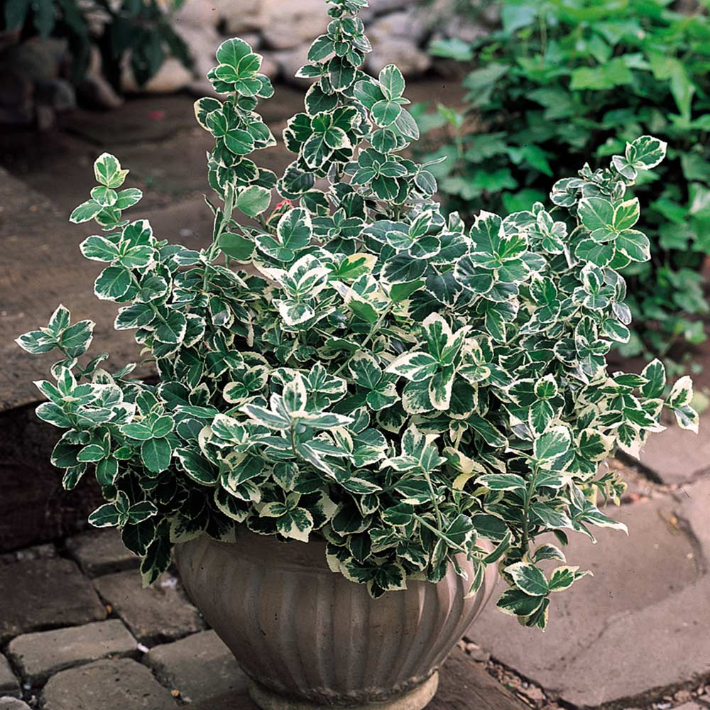 Euonymus Emerald Gaiety (9cm)
