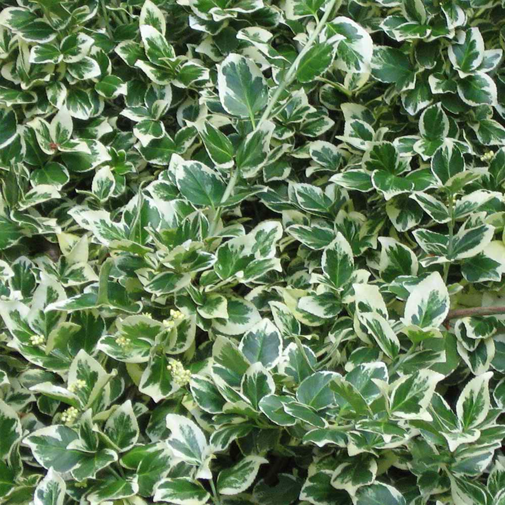Euonymus Emerald Gaiety (9cm)